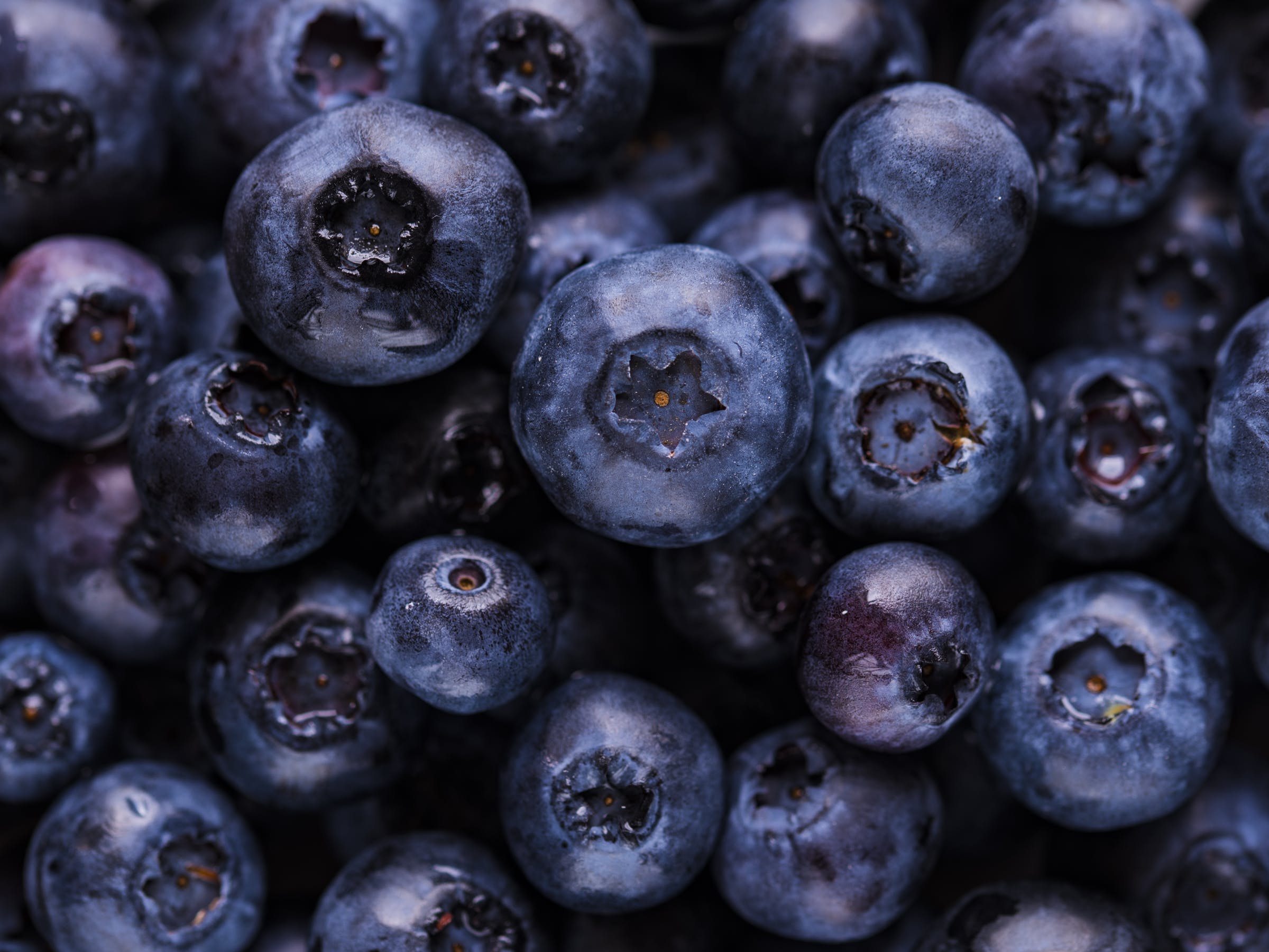 Grow Blueberries With More Antioxidants